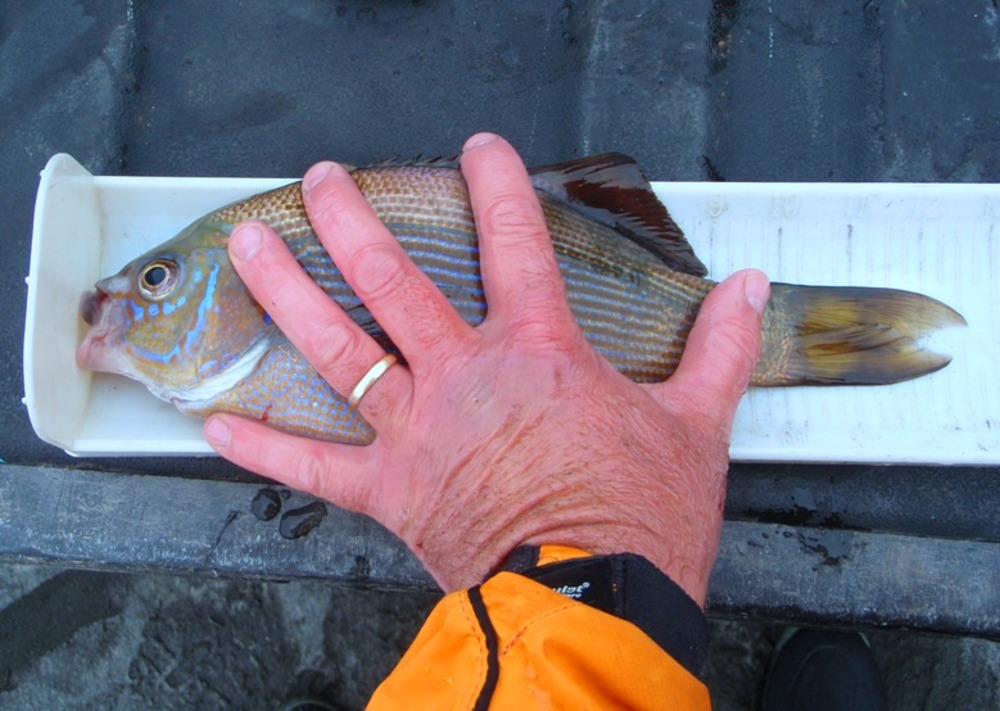 Striped perch caught from the yak