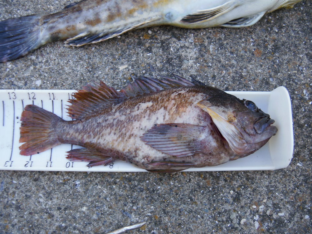 6 13 2010 fish 009