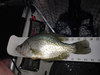 Crappie14a thumb