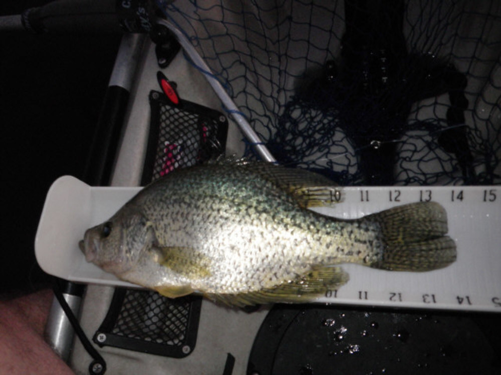 Crappie14a