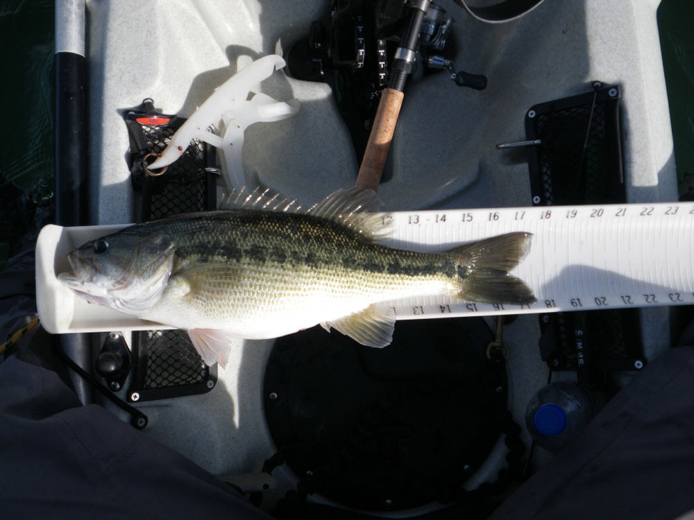 Spotted bass1