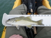 Spotted bass 12 1 4 04 22 11 r thumb