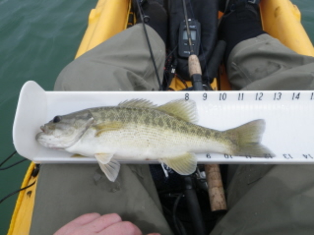 Spotted bass 12 1 4 04 22 11 r