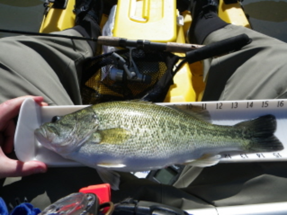 Spotted bass 04 26 11 lake shasta r 15 1 2r