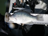 14.5 inch crappie 2011 thumb