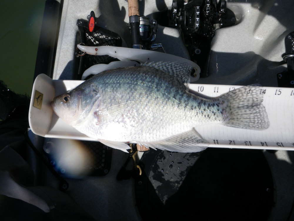 14.5 inch crappie 2011