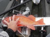 Aoty rockfish 18.5 6 25 11 thumb