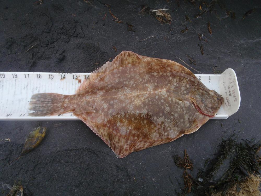 16 75 flounder