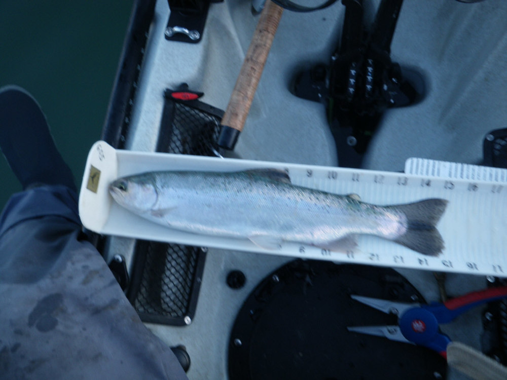 2012 lake sonoma wild trout