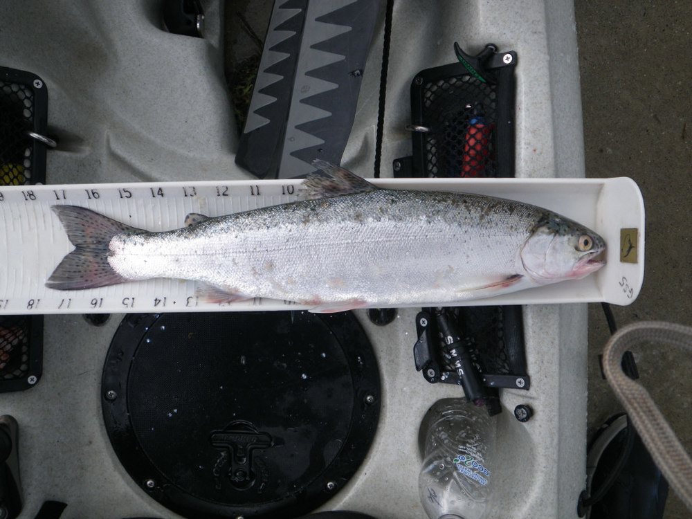 2012 trout
