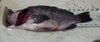 17 875 rockfish thumb