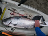 20lb salmon 2012 thumb
