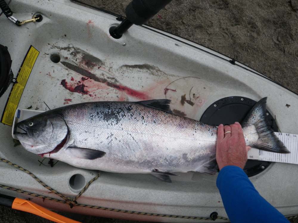 20lb salmon 2012