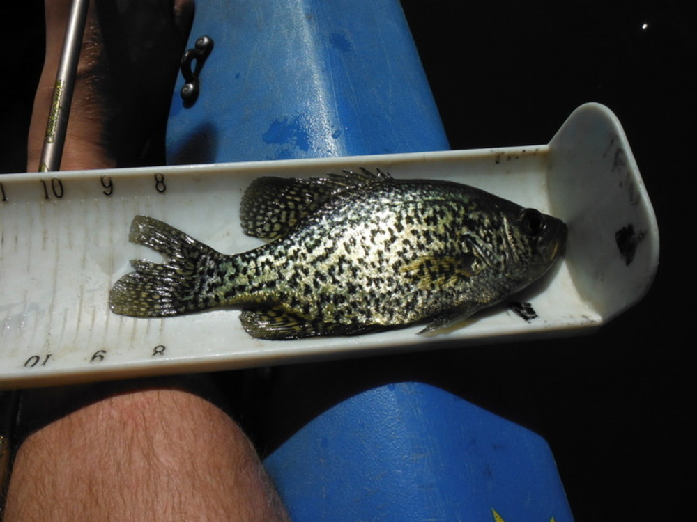 9 inch closed mouth crappie