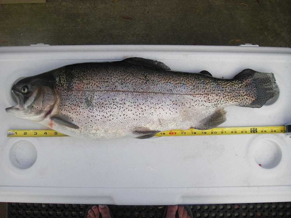 10.9 pound rainbow trout