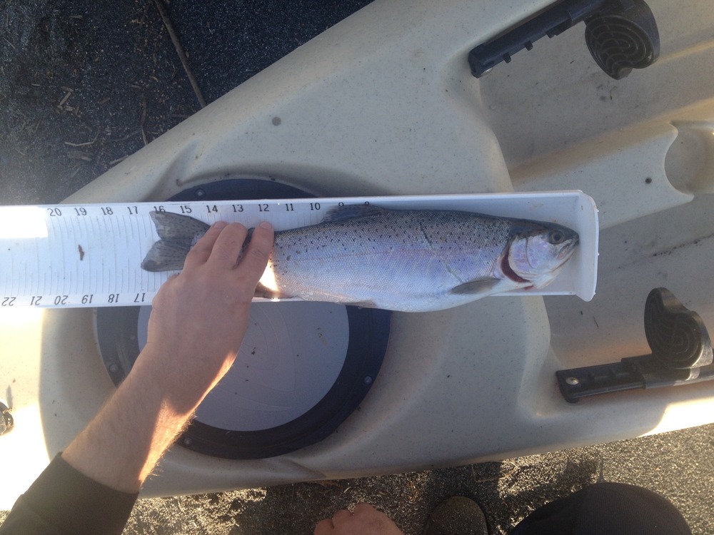 1.15 17in rainbow trout submitted