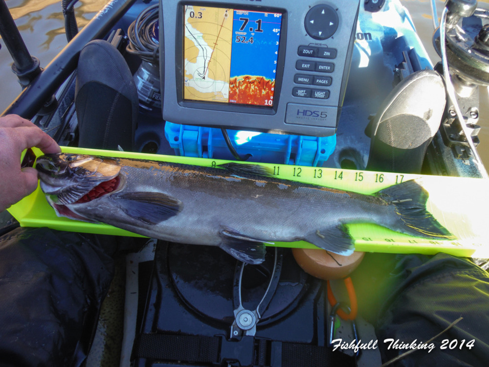 Oroville coho a 2.22.14