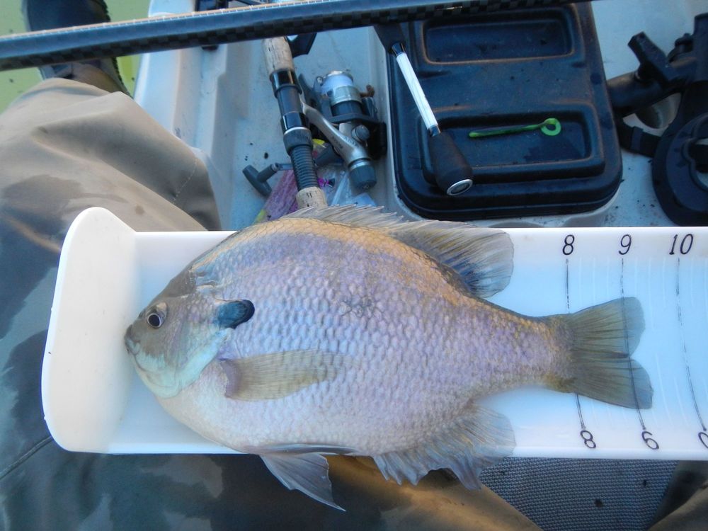 Shasta lake sunfish 2 22 14