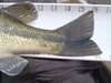 16.5 in  pardee  sm bass thumb
