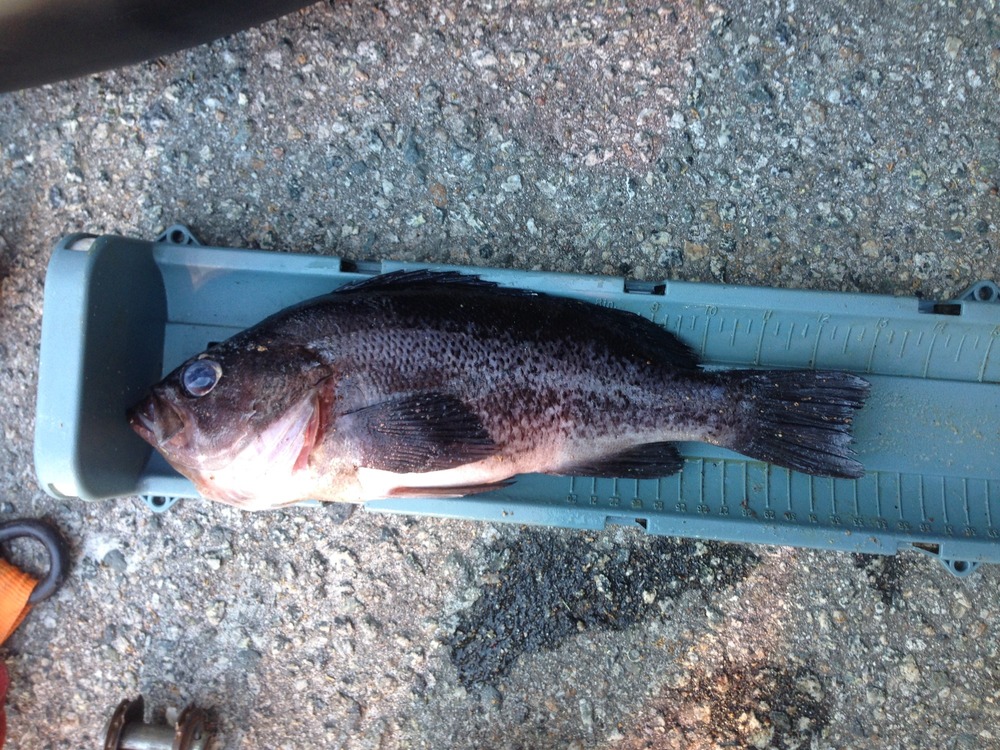 Bluerockfish full