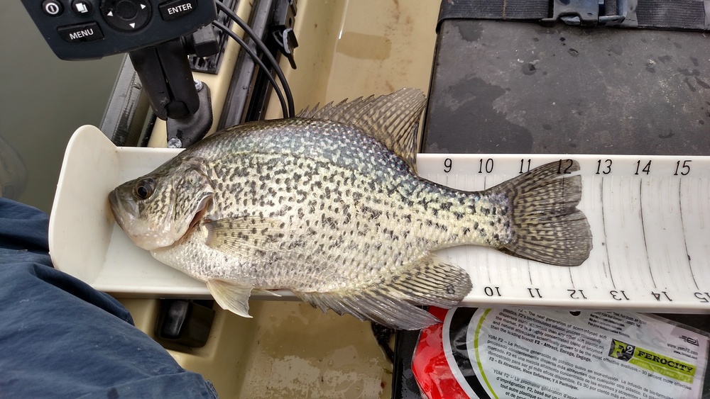 12.5  crappie from lake mendo 15 mar 15