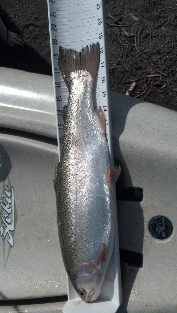 Whole trout