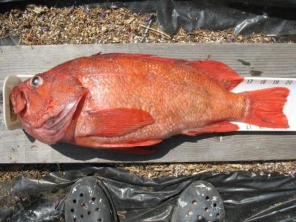 Inseine rockfish aoty 2008