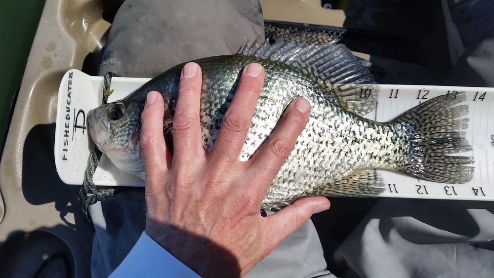 14 in. crappie