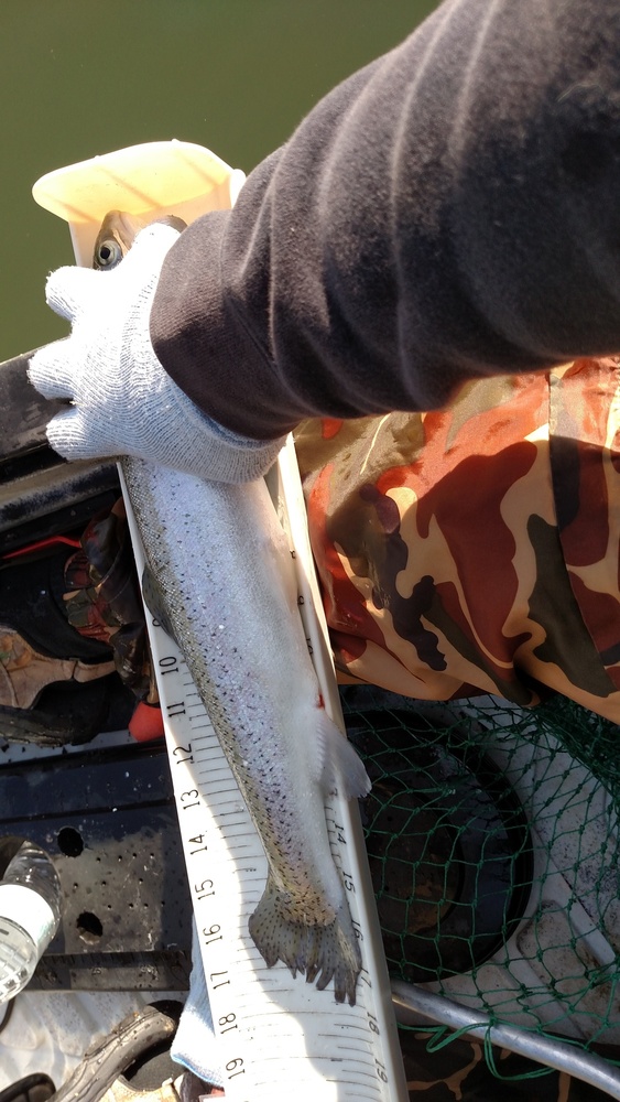 17.75 inch trout  talmage dams 24 apr 16 
