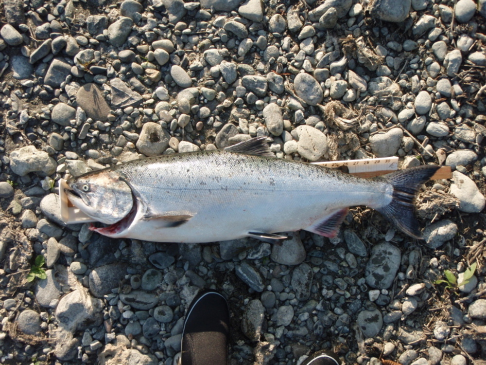 Klamath salmon full