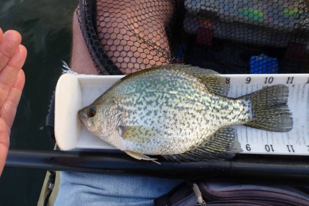 Aotycrappie11.25