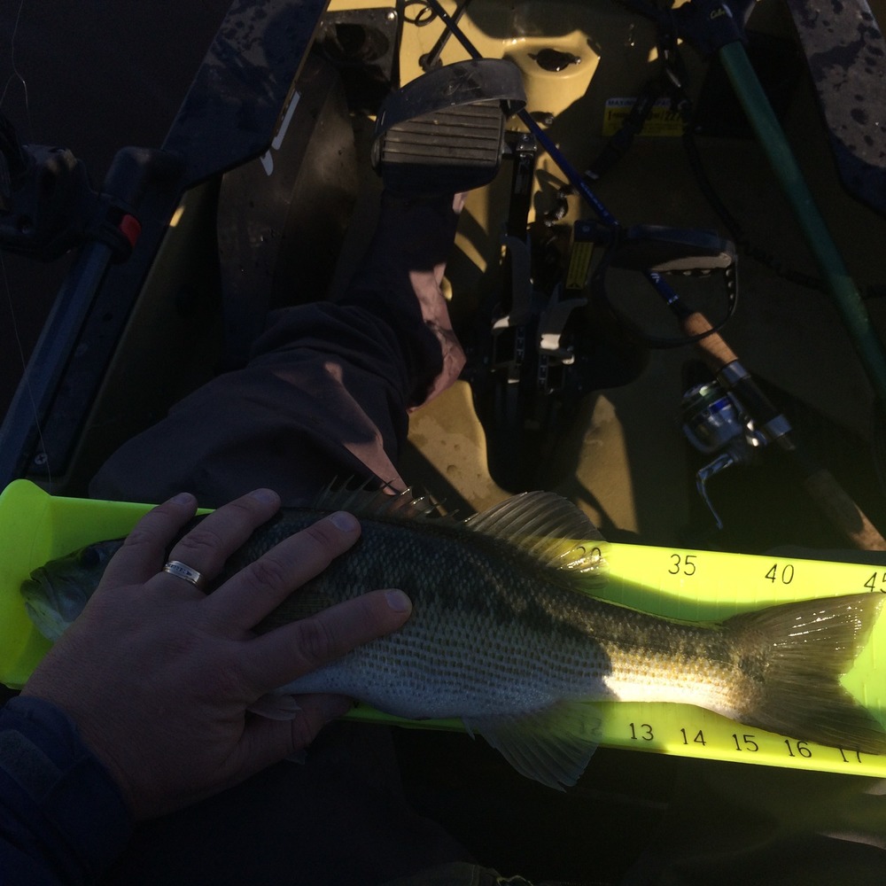 18 spotted bass cfw 11 5 16