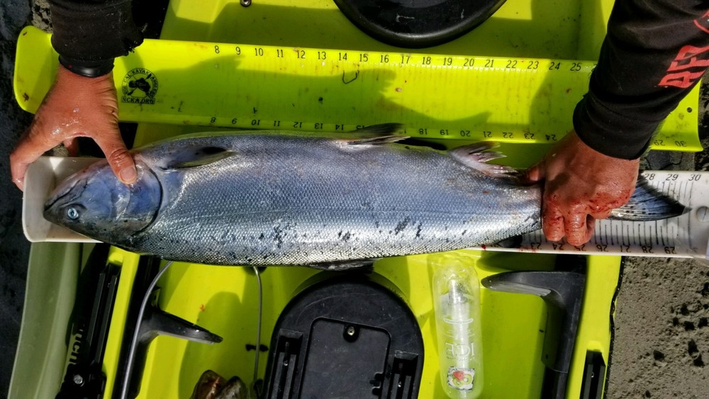Aoty salmon 