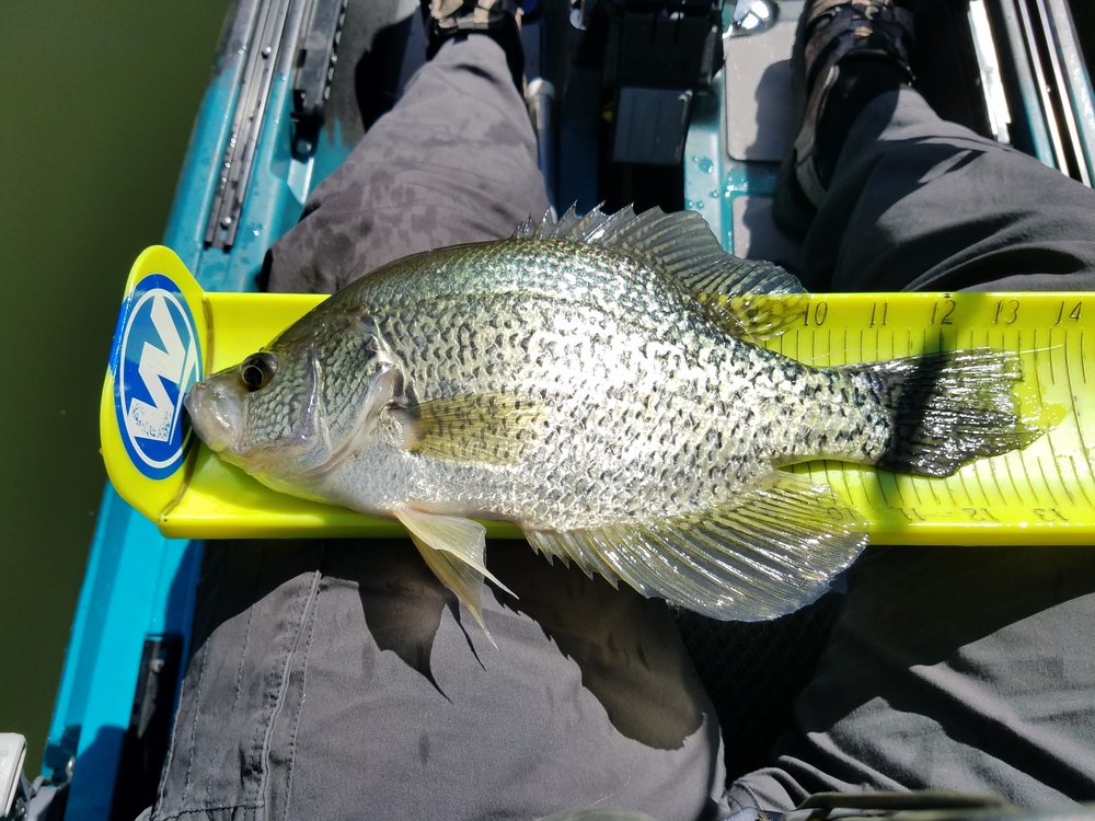 13.5 inch crappie 28 may 18