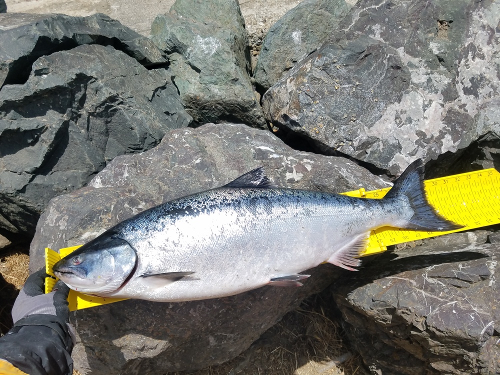 31 inch salmon