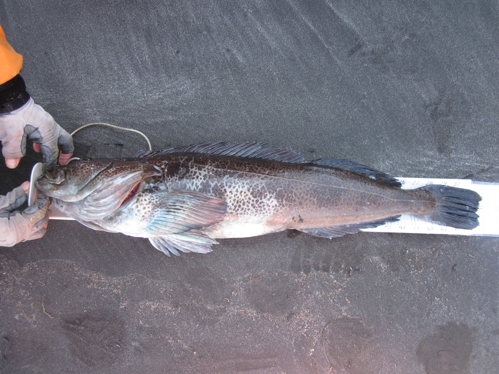 Lingcod  32 in  6 30 19  scove