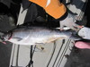31 inch salmon  6 27 19 thumb