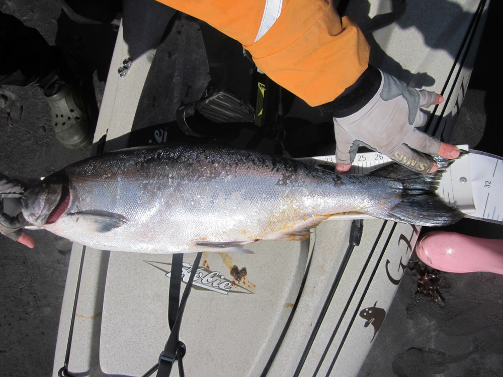 31 inch salmon  6 27 19