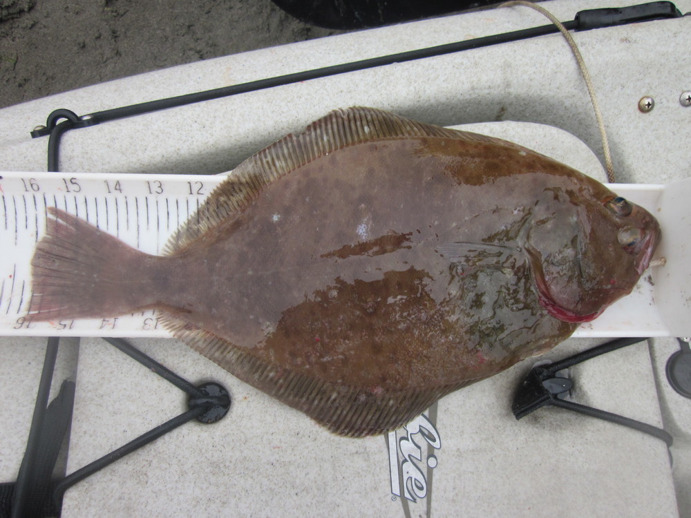 Flatfish 16 in 8 1 19 albion
