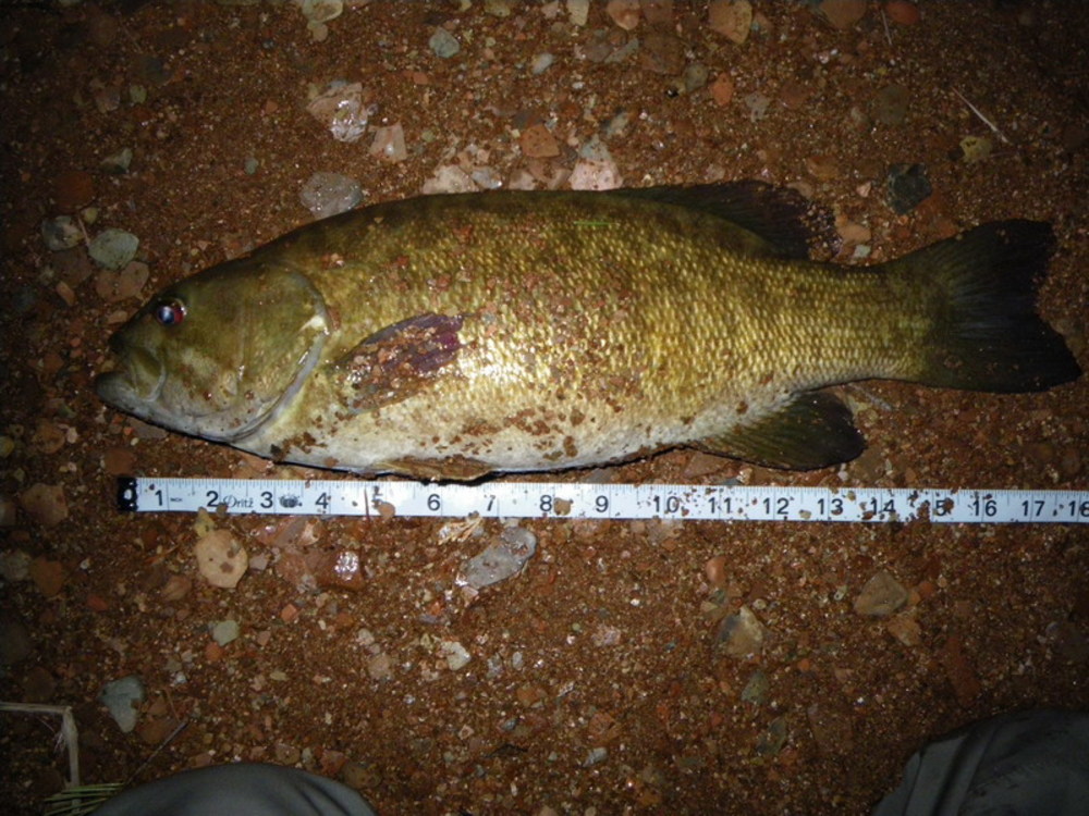 Aoty smallie 1