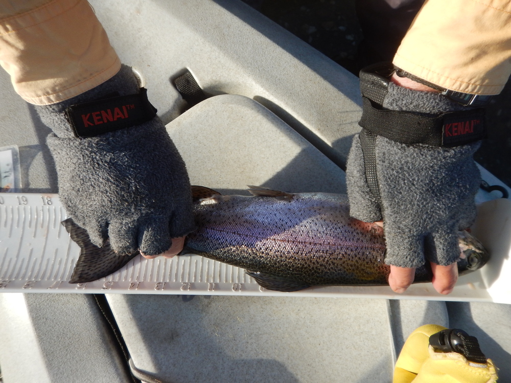 Rainbow trout  4 14 21  17.50