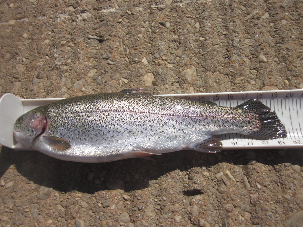 19.50  rainbow trout  3 10 22