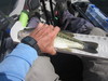 Largemouth bass  4 6 22  15 in.  pardee thumb