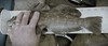 Greenling thing thumb