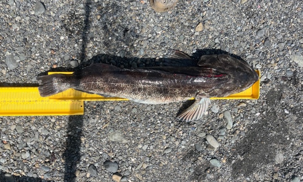 Lingcod 2025