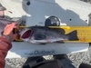 Rockfish 2025 thumb