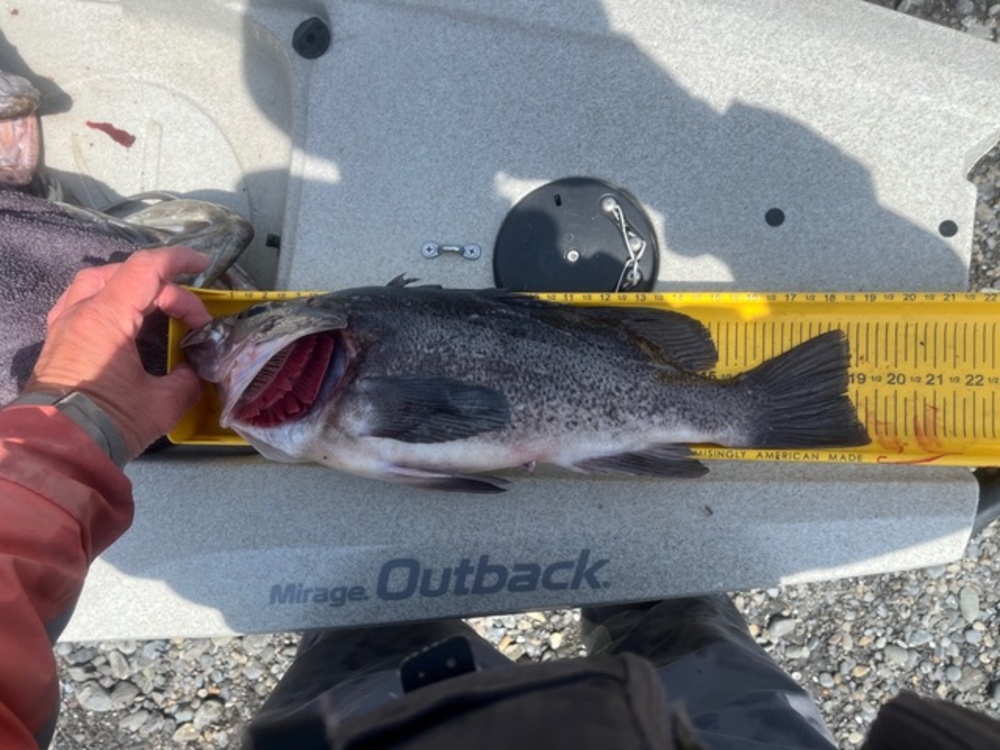 Rockfish 2025