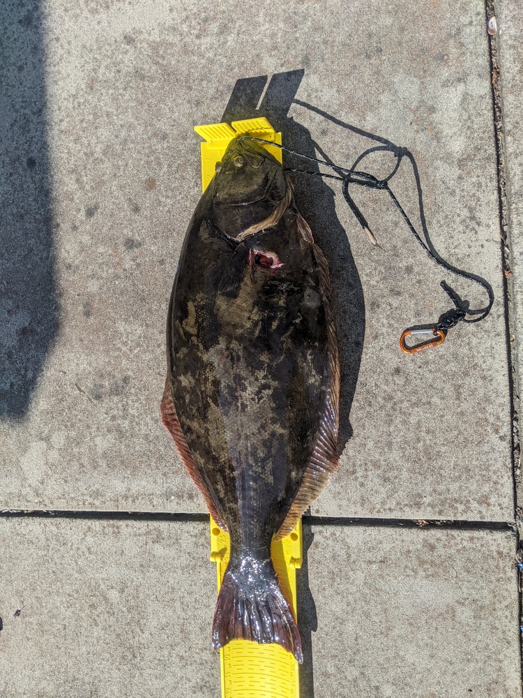 Halibut 3