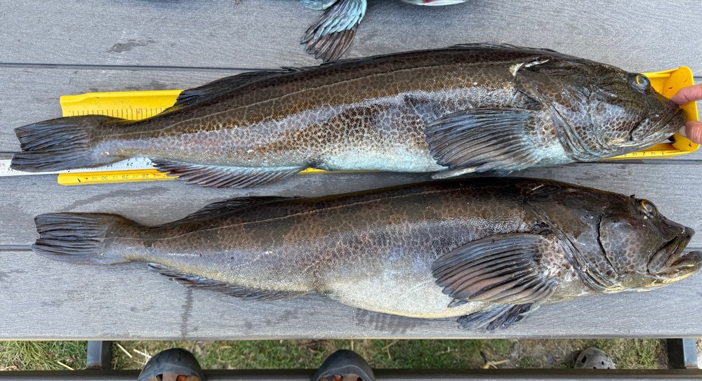 Lingcod 2025