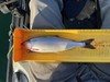 Kokanee 2025 thumb
